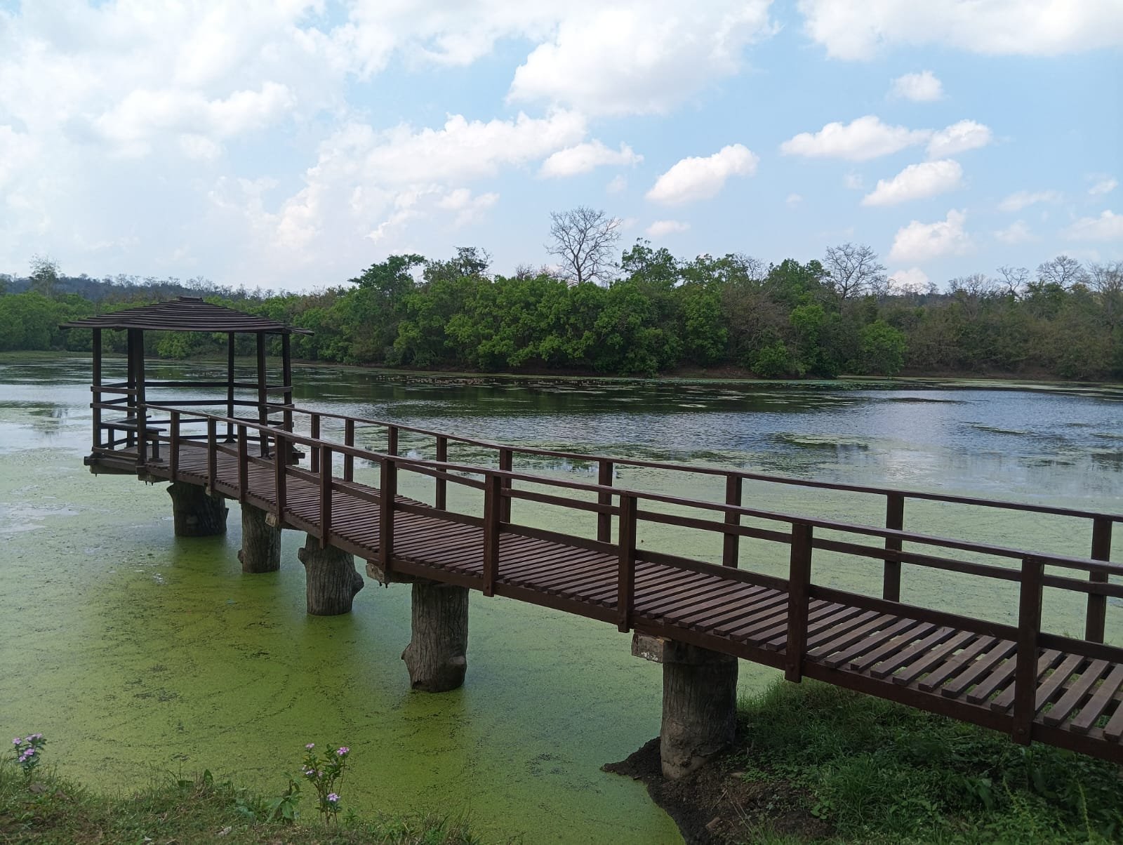 Betla National Park Wildlife Safari